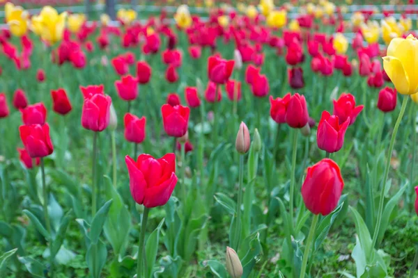 Mooi boeket van rode tulpen. — Stockfoto