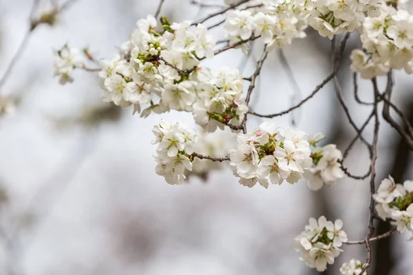 Kirschblüte auf Naturhintergrund. — Stockfoto