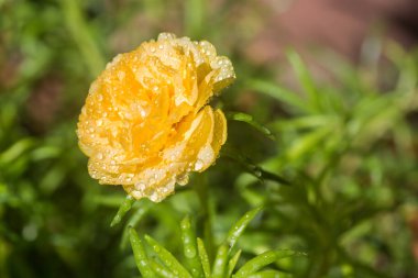 Doğa arka plan, ortak semizotu sarı çiçek.