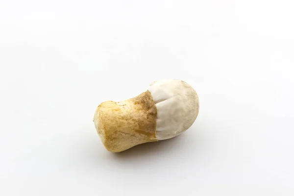 Čerstvé rýžové slámy houby, volvariel la volvacea. — Stock fotografie