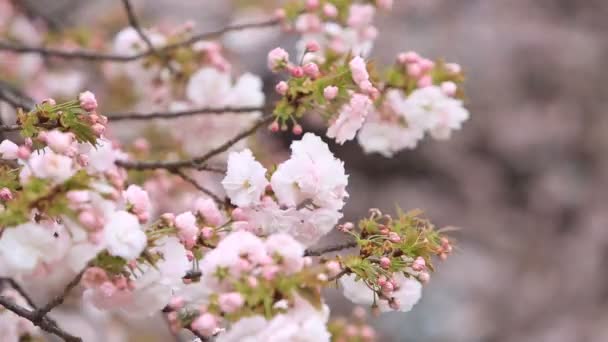Třešňový Květ Přírodní Pozadí Sakura Sezona Japonsku — Stock video