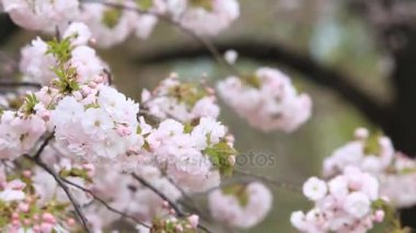 Doğa arka plan ile kiraz çiçeği, Japonya'daki Sakura Sezon.