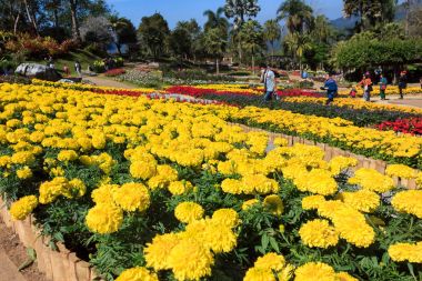 Doi Tung Kraliyet villası ve Mae Fah Luang Bahçe, Chiang Rai, Thail
