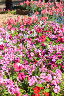 renkli çiçek Bahçe.