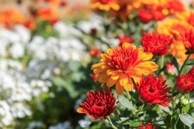 Bahçede portakal kasımpatı çiçekleri.