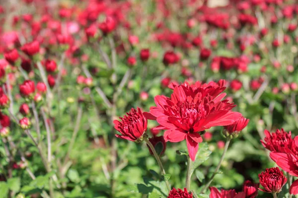 Rad chrysanthemum flowers in the garden. — Stock Photo, Image