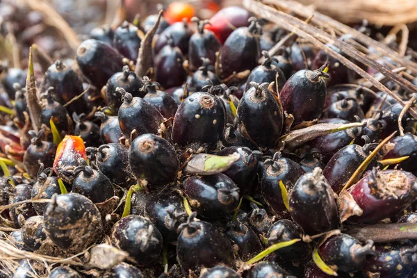 Close up van palm oliehoudende vruchten. — Stockfoto