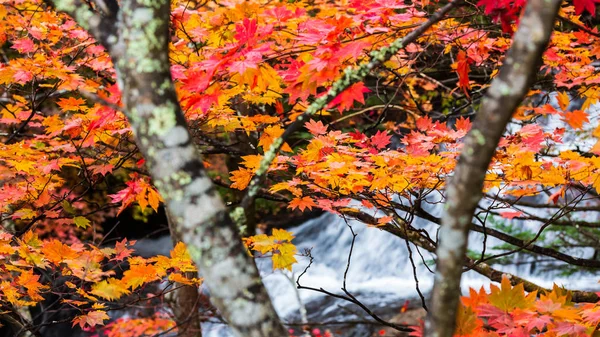 Folha de bordo colorida na paisagem do outono . — Fotografia de Stock