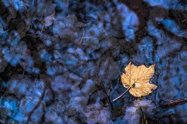 The leaves in the autumn forest puddle