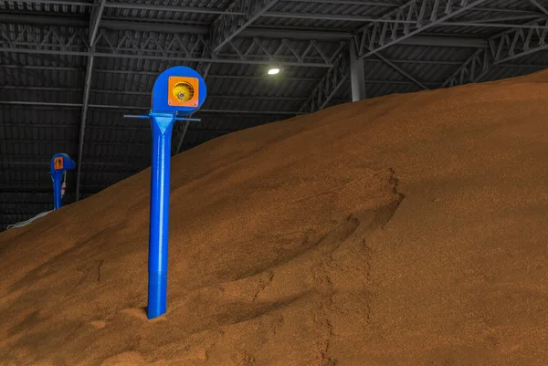 Tahıl havacısı tahıl ambarında karabuğday veya kamelina tohumlarını kurutur.