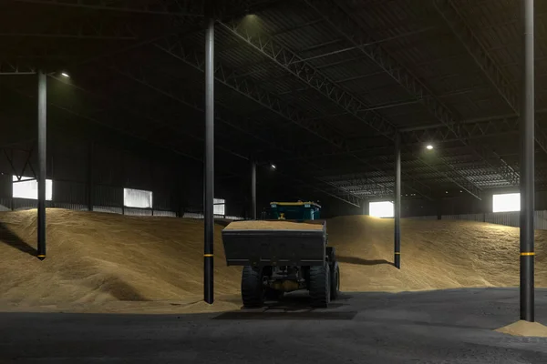 Bir tekerlek yükleyicisi yüklemek için bir kova buğday taşır.