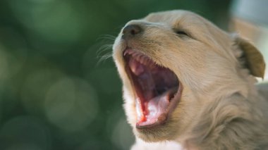 Küçük bej köpek yavrusu esner ya da havlar.