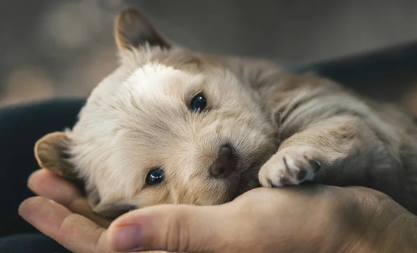 Cachorrinho Bege Bonito Está Deitado Palma Mão Olhando Para Câmera — Fotografia de Stock