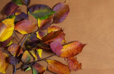 Ahşap bir arka planda sonbahar yaprakları