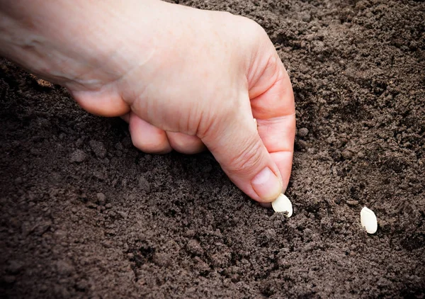 Mão feminina plantando sementes de abobrinha no solo. Foco seletivo — Fotografia de Stock