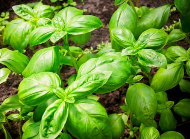 Yeşil fesleğen bahçede büyür. Seçici odak 