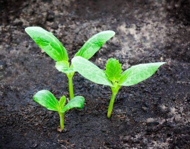 Topraktan dışarı büyüyen yeşil grup lahanası 