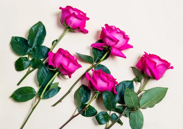 Belas rosas em fundo bege — Fotografia de Stock
