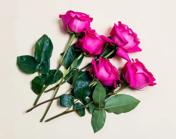 Belas rosas em fundo bege — Fotografia de Stock
