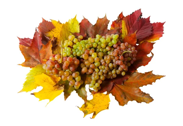 Hojas de uva y otoño aisladas sobre fondo blanco — Foto de Stock