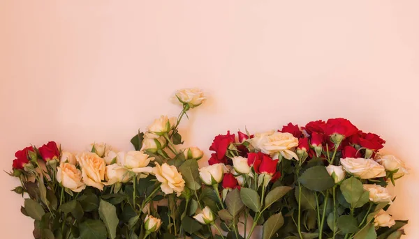 Pastel arka plan sınırında güzel güller