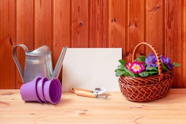 Metnin için boş kart, sulama tenekesi, bahçe aletleri, çiçek saksıları ve ahşap arka planda hasır sepetin içinde Primula çiçekleri. Kopyalama alanı ile göster.