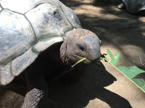 カメは自然の中で緑の葉を食べる — ストック写真