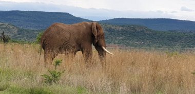 Kuru otların arasında fil yürüyor.