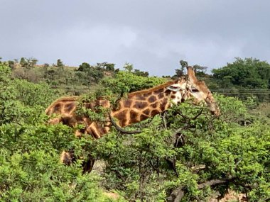 Afrika Savanasında zürafa. Yeşil çalılıklardaki zürafa. Vahşi doğada zürafa