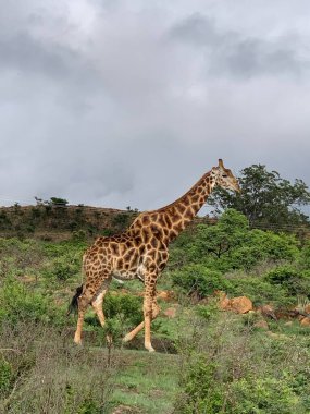 Afrika Savanasında zürafa. Yeşil çalılıklardaki zürafa. Vahşi doğada zürafa