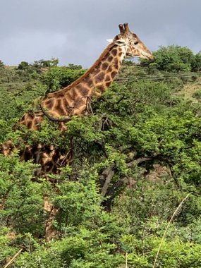 Afrika Savanasında zürafa. Yeşil çalılıklardaki zürafa. Vahşi doğada zürafa