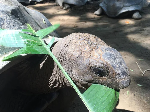 Skildpadde Spiser Grønt Blad Naturen - Stock-foto