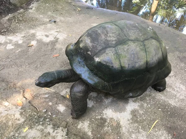 Enorma Svarta Sköldpaddor Naturen — Stockfoto