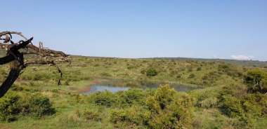 Yeşilliğin ortasındaki vahşi göl.