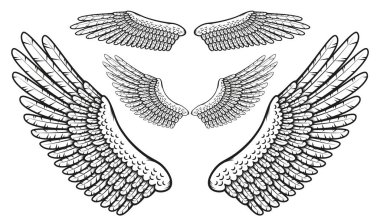 İnce çizilmiş tüyleri olan kuş kanatları.