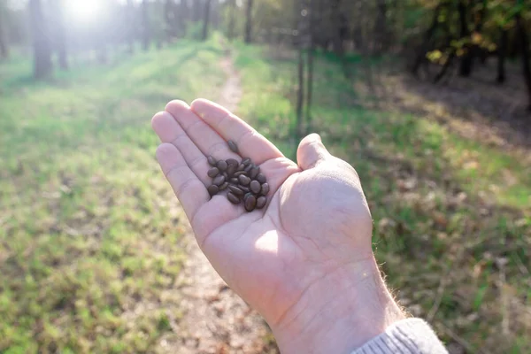 Acacia seeds in a hand on a background of nature. sun flare. environmental concept.