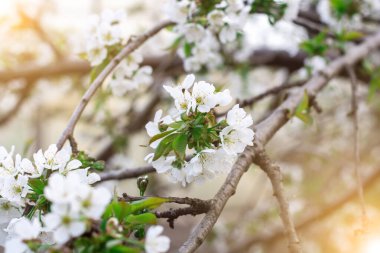 Çiçekli kiraz ağacı. Dal yakın. Baharda beyaz çiçekler. Bakışlar.
