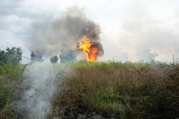 summer fire in the green grass. large flames over the shrubs. black smog in the sky. ecological catastrophy