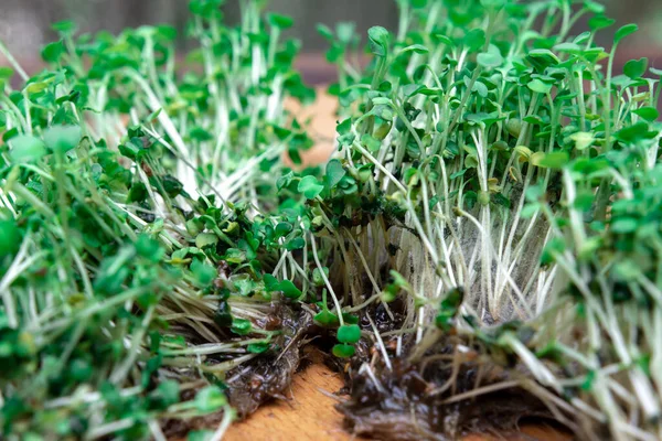 Missing Microgreen Seedlings Rot Mold Good Experience Growing Basil Plant — Stock Photo, Image