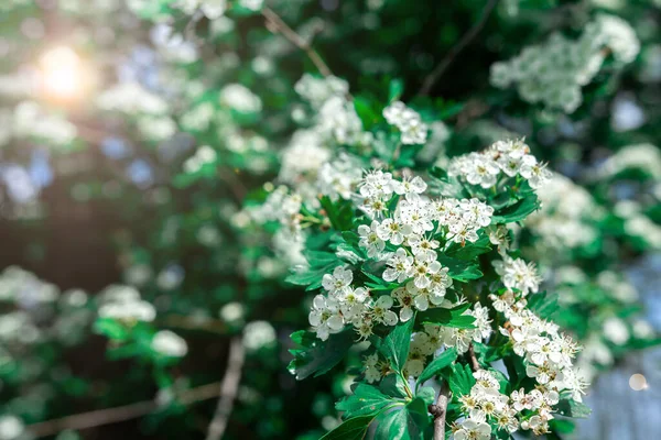 Vanlig Hagtorn Gren Med Små Vita Blommor Våren Med Ett — Stockfoto