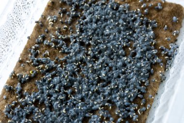 Küçük filizli fesleğen tohumu. Hidrofonik tarım.