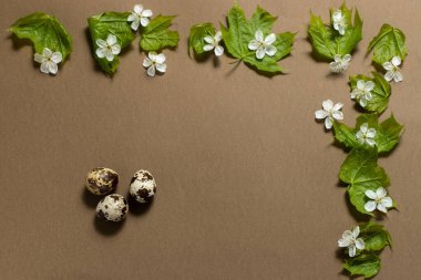 Kahverengi arka planda üç bıldırcın yumurtası ve yeşil yapraklar. metin için yer