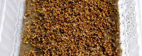 Germination Arugula Seeds Microgreen Balcony — Stock Photo, Image