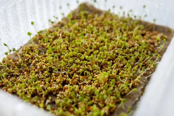 Mikro yeşil roka filizleri. Balkondaki plastik bir konteynırda hidroponik.