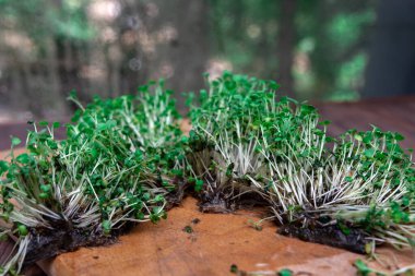 Kayıp mikroyeşil fidanlar. Çürük. Küf. Fesleğen bitkisini hidroponik olarak yetiştirmek iyi bir deneyim değil.