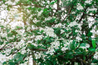 İlkbaharda yaprakları olan küçük beyaz çiçekli sıradan bir dikenli dal. Crataegus monogyna, tek tohum Hawthorn, tek tohumlu Hawthorn. Parlak güneş parlıyor