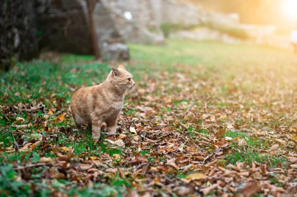 Beautiful Red Cat Background Autumn Nature Yellow Leaves Green Grass — Stock Photo, Image