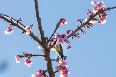 kiraz çiçeği ağacı gökyüzü arka plan ile