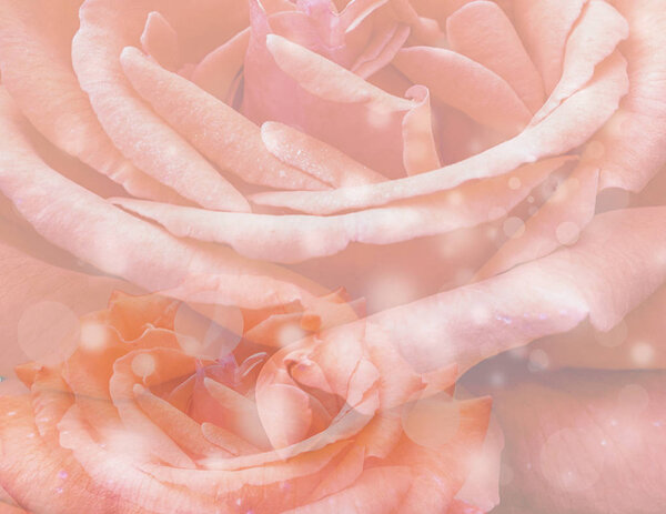 Roses background for valentine card, Toned color photo of roses background with flare light