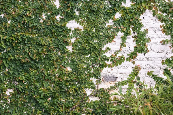 Grüner Efeu klettert auf weißem Backsteinhintergrund in altem Polarton. con — Stockfoto